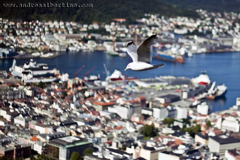 Seagull over Bergen